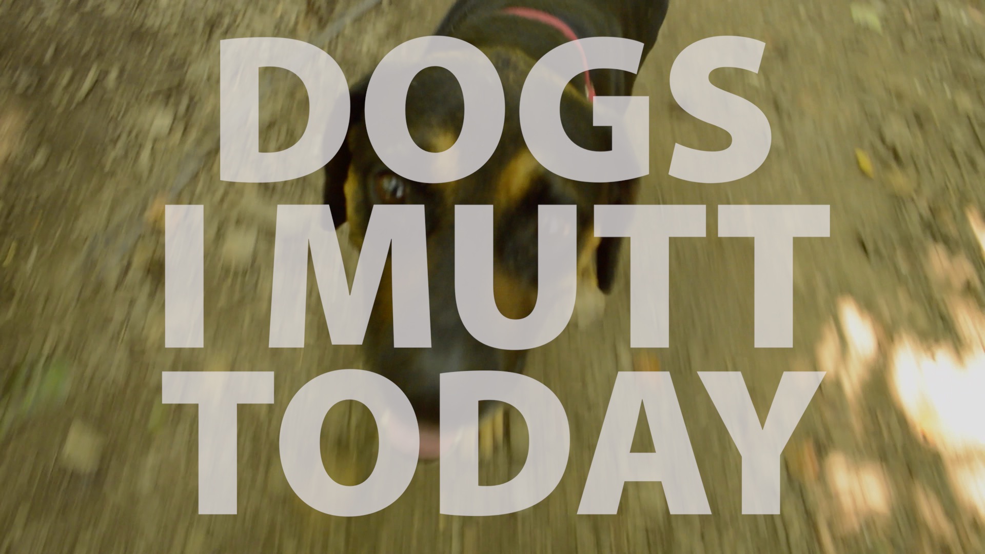 Dogs I Mutt Today