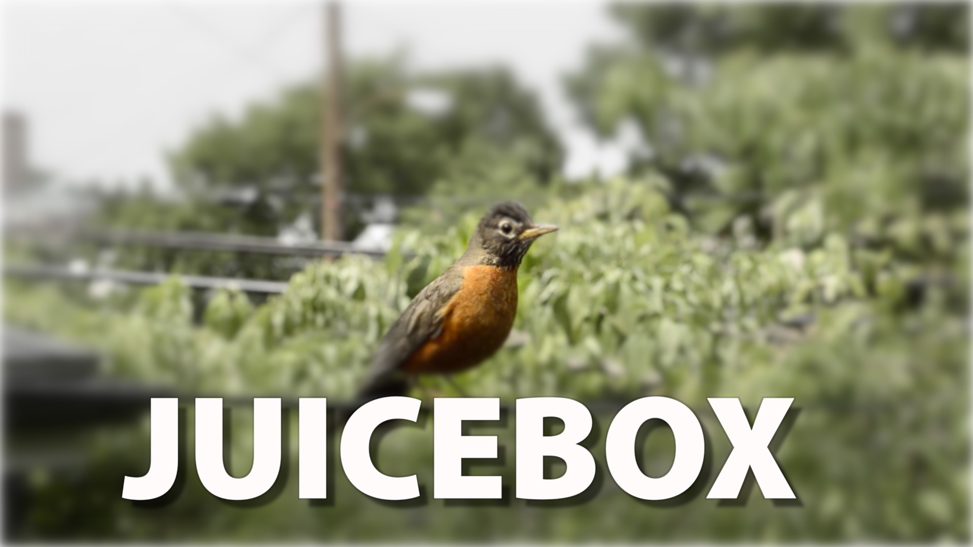 Juicebox