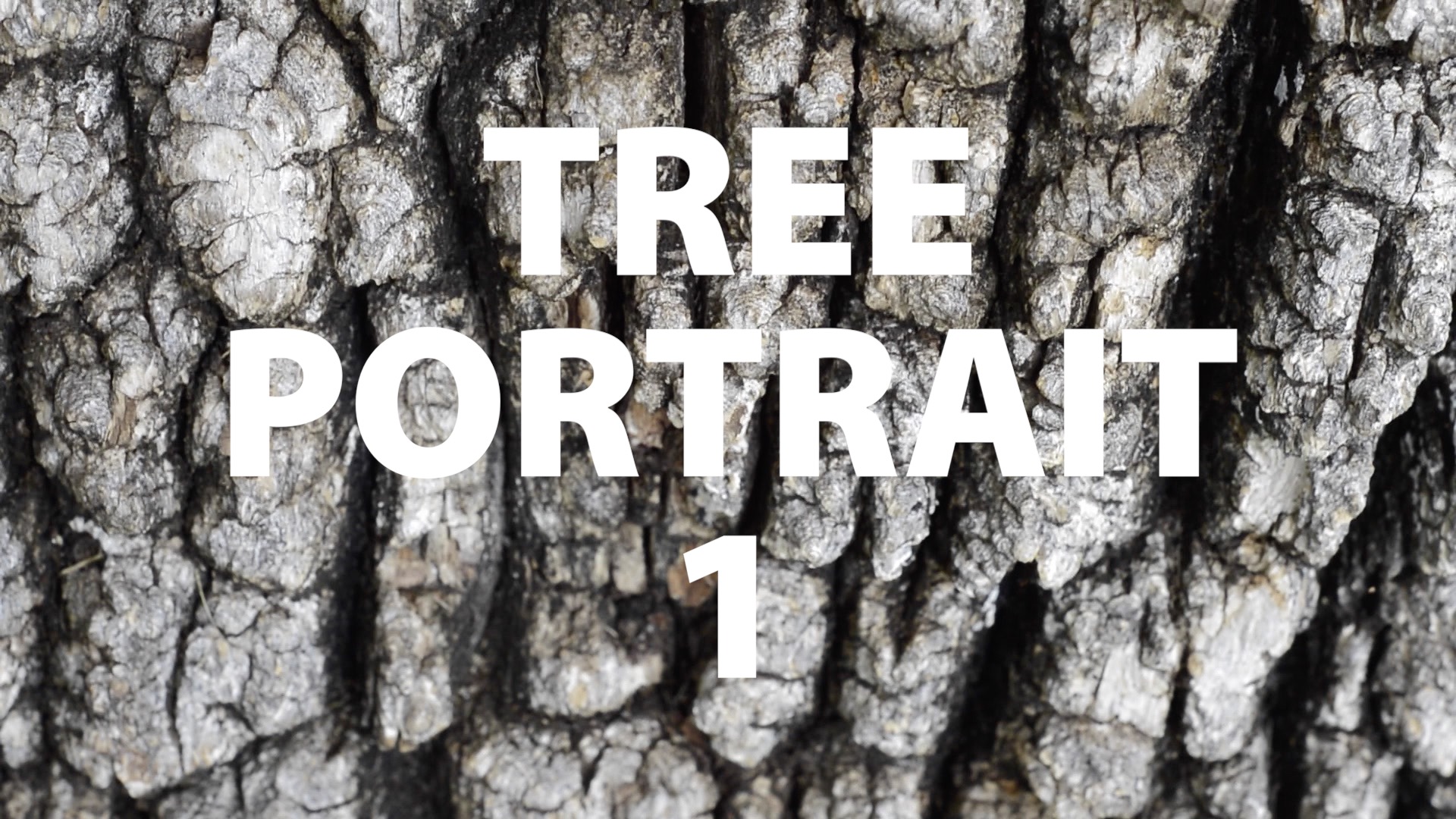 Tree Portrait 1