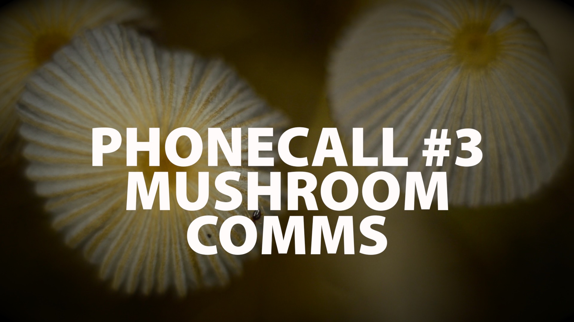 The Phonecall: #3 – Mushroom Comms