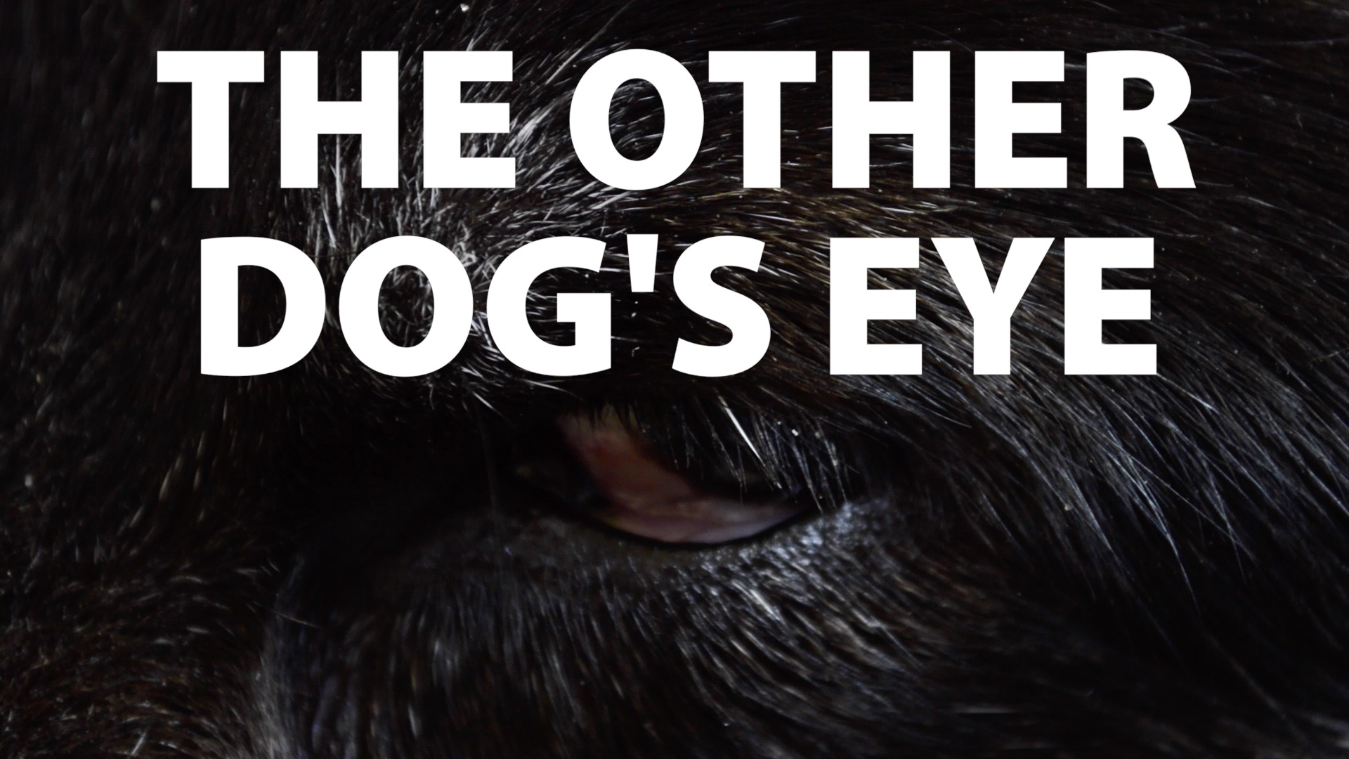 The Other Dogs Eye